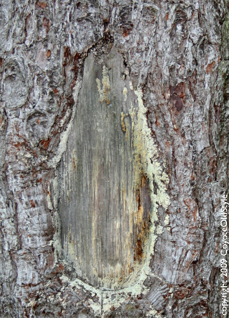 [pine tree where a limb was removed]