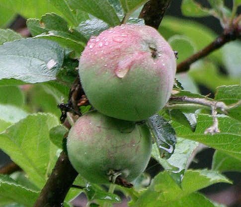 [Apples on the Tree in New Hampshire]